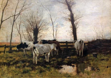 Vaches au pâturage